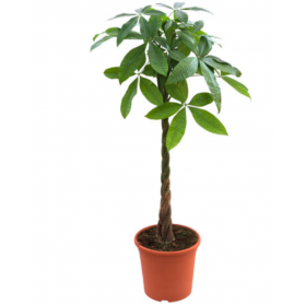 Pachira  Ø21 cm H1m