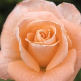 Rosal Sonia Meilland