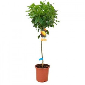 Limonero Cuatro Estaciones