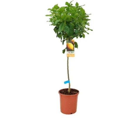 Limonero Cuatro Estaciones