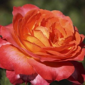 Rosal Betina Meilland 2 L