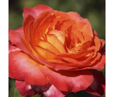 Rosal Betina Meilland 2 L