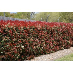 Fotinia 'Red Robin' - Photinia x fraseri -