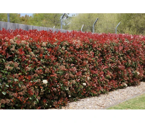 Fotinia 'Red Robin' - Photinia x fraseri -