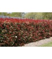 Fotinia 'Red Robin' - Photinia x fraseri -