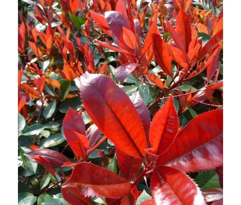 Fotinia 'Red Robin' - Photinia x fraseri -