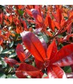 Fotinia 'Red Robin' - Photinia x fraseri -