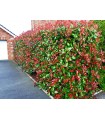 Fotinia 'Red Robin' - Photinia x fraseri -