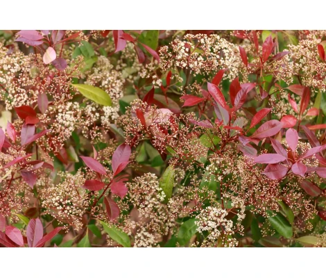 Fotinia 'Red Robin' - Photinia x fraseri -