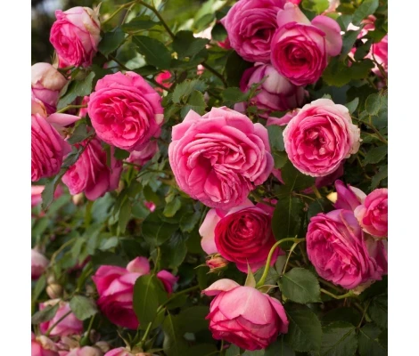 Rosal Trepador Grimpant Cyclamen PIERRE DE RONSARD ® Margaret Mae MEILLAND