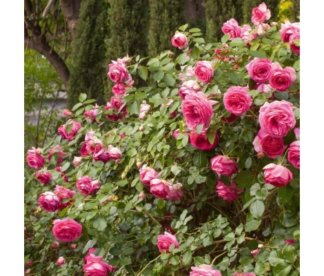 Rosal Trepador Grimpant Cyclamen PIERRE DE RONSARD ® Margaret Mae MEILLAND