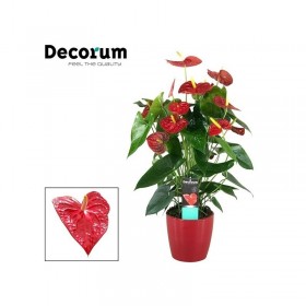 Anthurium Ø17 cm H65 cm