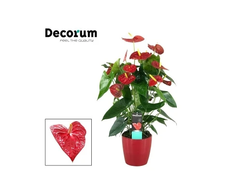 Anthurium Ø17 cm H65 cm