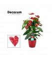 Anthurium Ø17 cm H65 cm