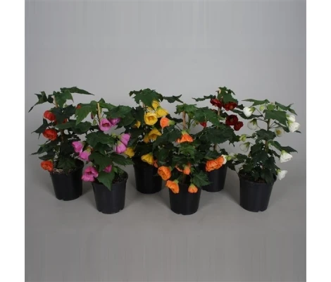 Planta Abutilon Ø15cm H50cm