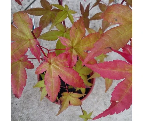 Acer Beni Maiko Ø19 cm H40 cm