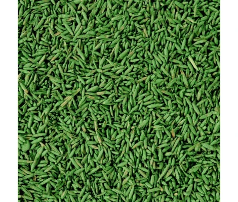 Compo Semillas Césped Ornamental y Sombra