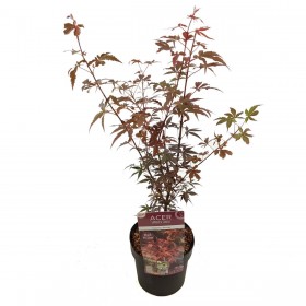 Acer Skeeters Broom Ø19 cm H45 cm