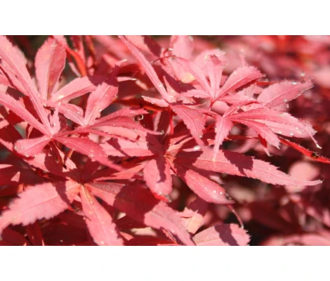 Acer Skeeters Broom Ø19 cm H45 cm