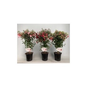 Fucsia (Pendientes De La Reina)  Ø19 cm H75 cm