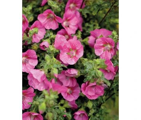 Anisodontea Ø19 cm H75 cm