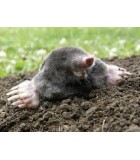 Control y Prevención de Plagas