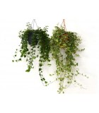 Plantas Colgantes de Interior