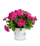 Plantas de Temporada 