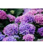 Hortensias