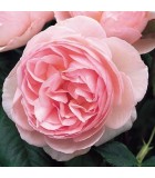 Rosales David Austin